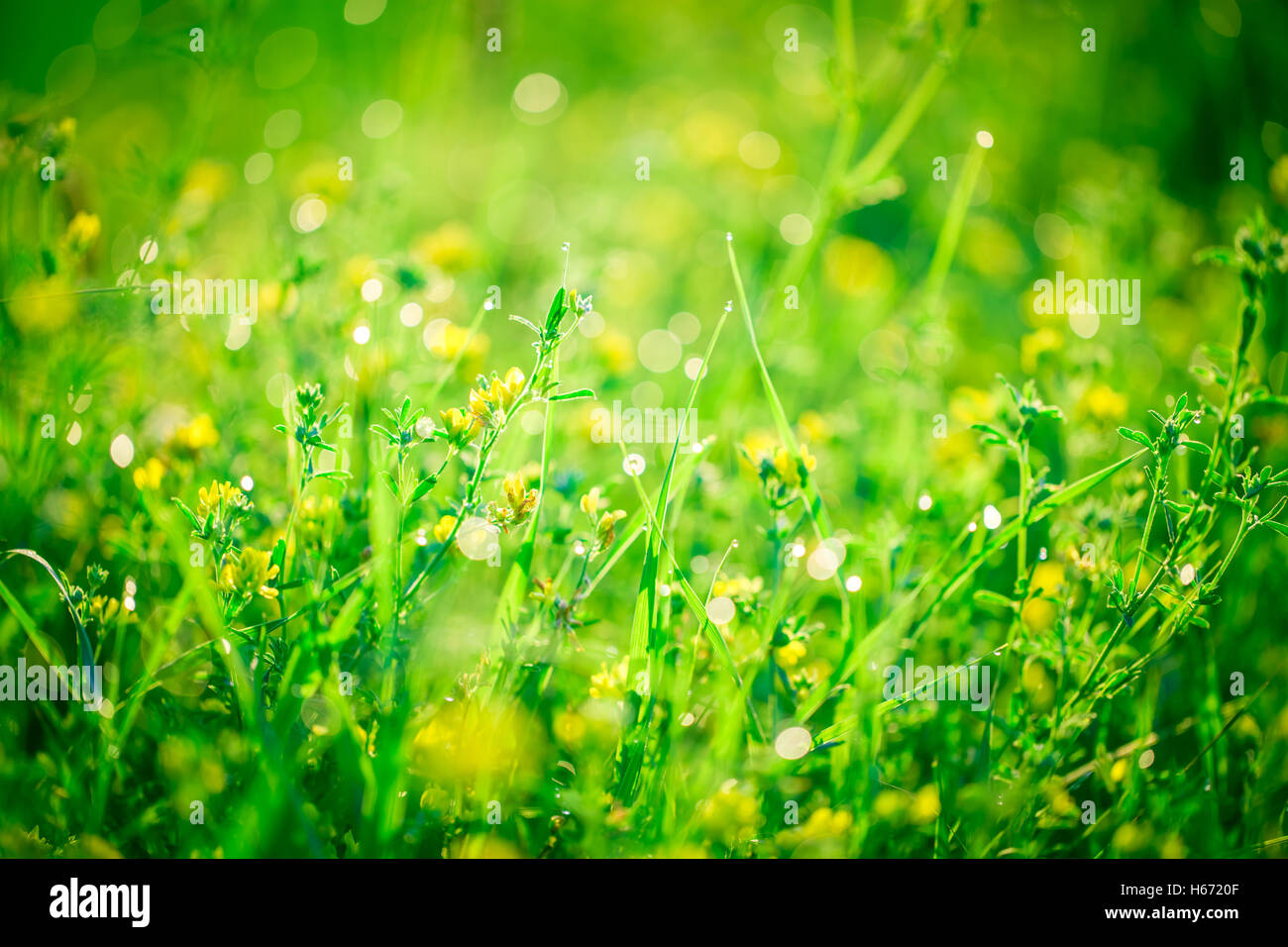 Bellissimo paesaggio della fauna. fresco verde erba e fiori di campo giallo con gocce d'acqua sullo sfondo dei fasci di luce del sole. Foto Stock