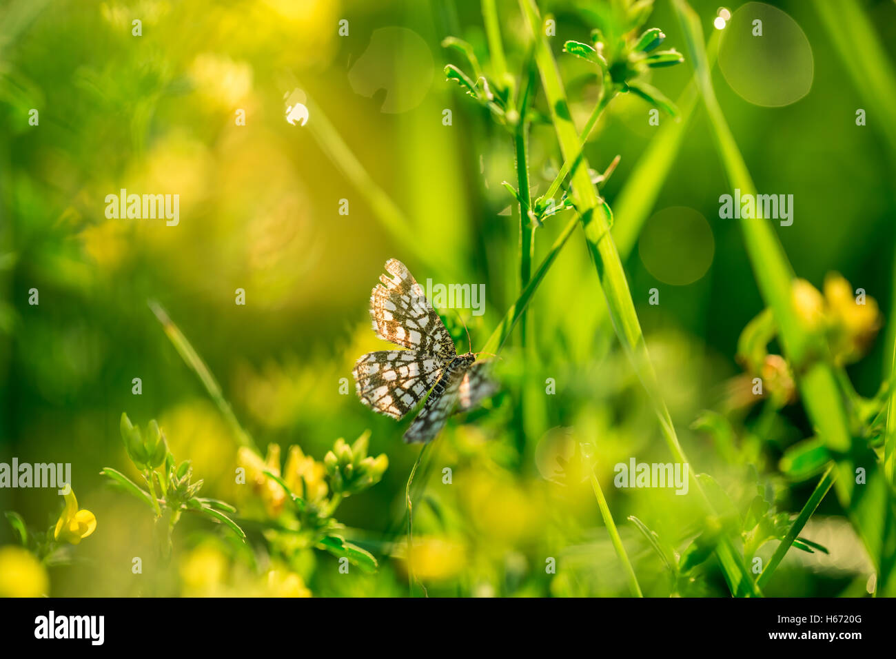 Farfalla con ali teso. fresco verde erba e fiori di campo giallo con gocce d'acqua sullo sfondo dei fasci di luce solare Foto Stock