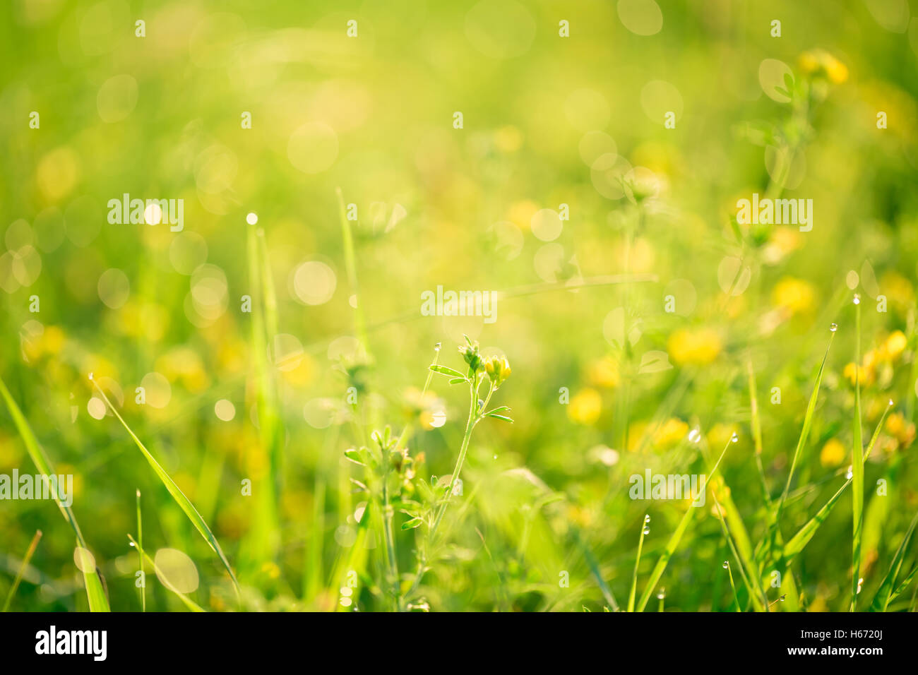 Paesaggio di mattina sunrise nel prato, sull'erba e fiori delle gocce di rugiada. l idea dello sfondo della madre da Foto Stock
