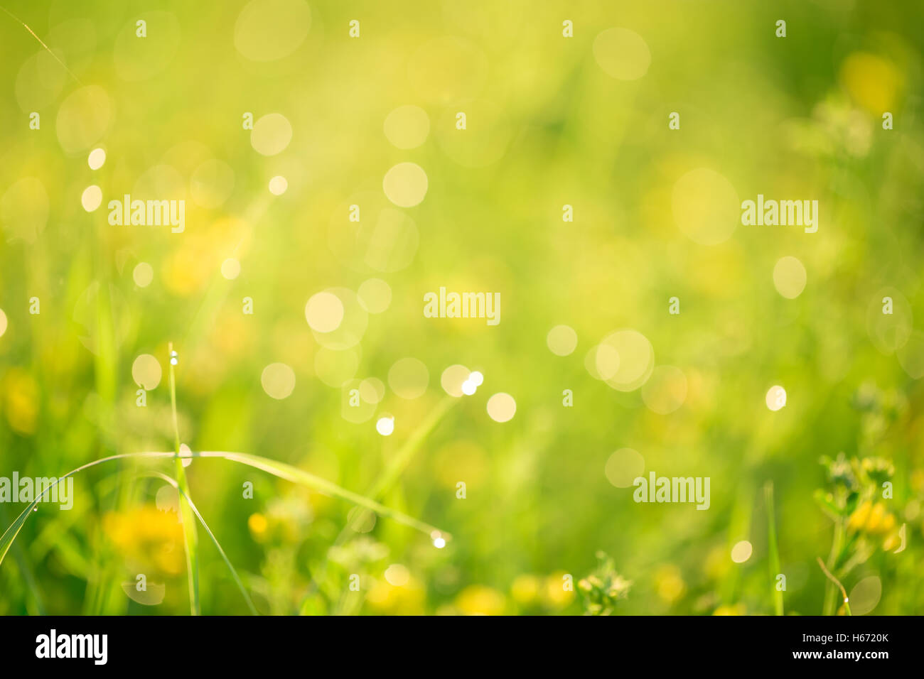 Paesaggio di mattina sunrise nel prato, sull'erba e fiori delle gocce di rugiada. l idea dello sfondo della madre da Foto Stock
