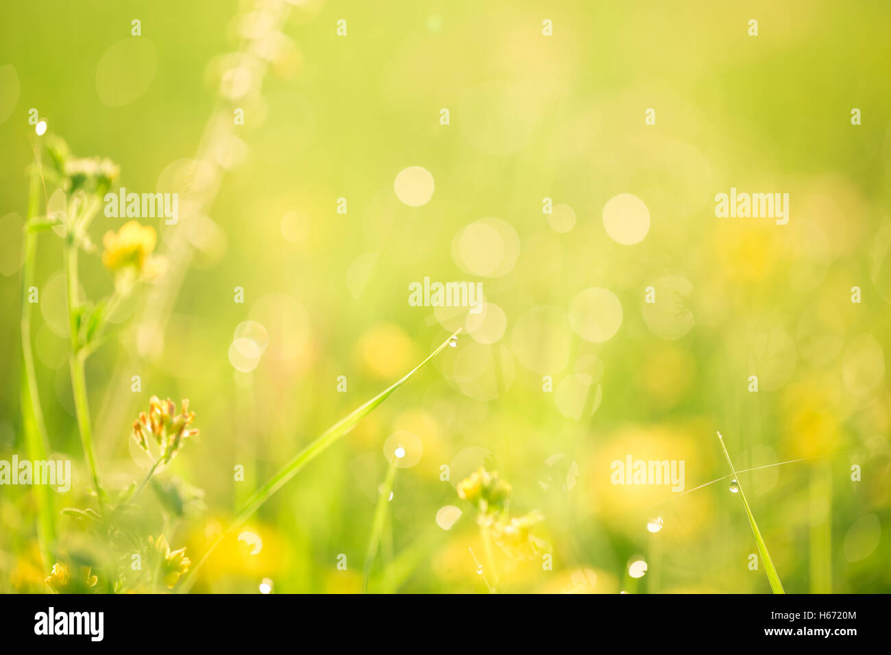 Paesaggio di mattina sunrise nel prato, sull'erba e fiori delle gocce di rugiada. l idea dello sfondo della madre da Foto Stock