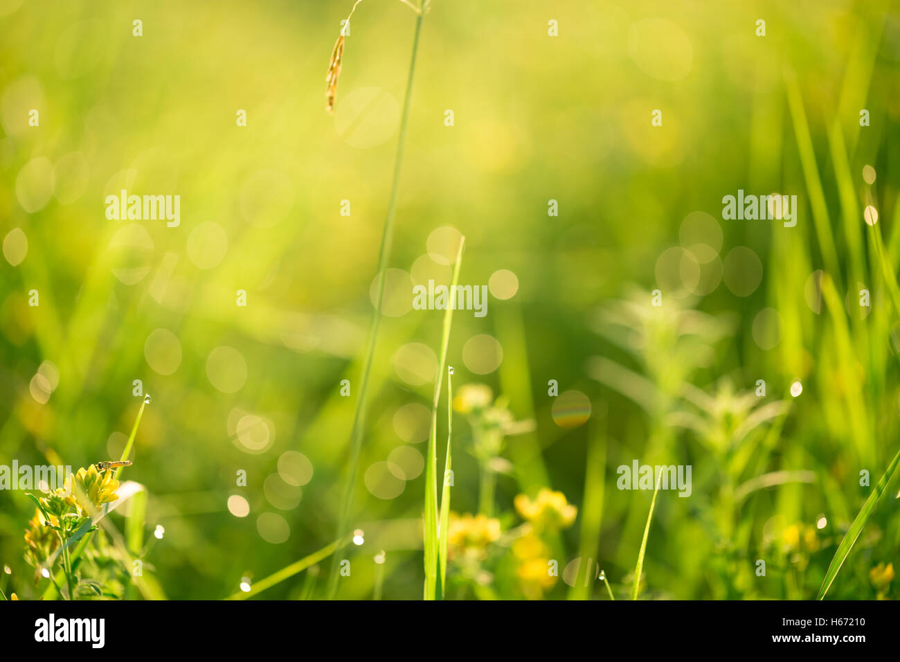 Paesaggio di mattina sunrise nel prato, sull'erba e fiori delle gocce di rugiada. l idea dello sfondo della madre da Foto Stock