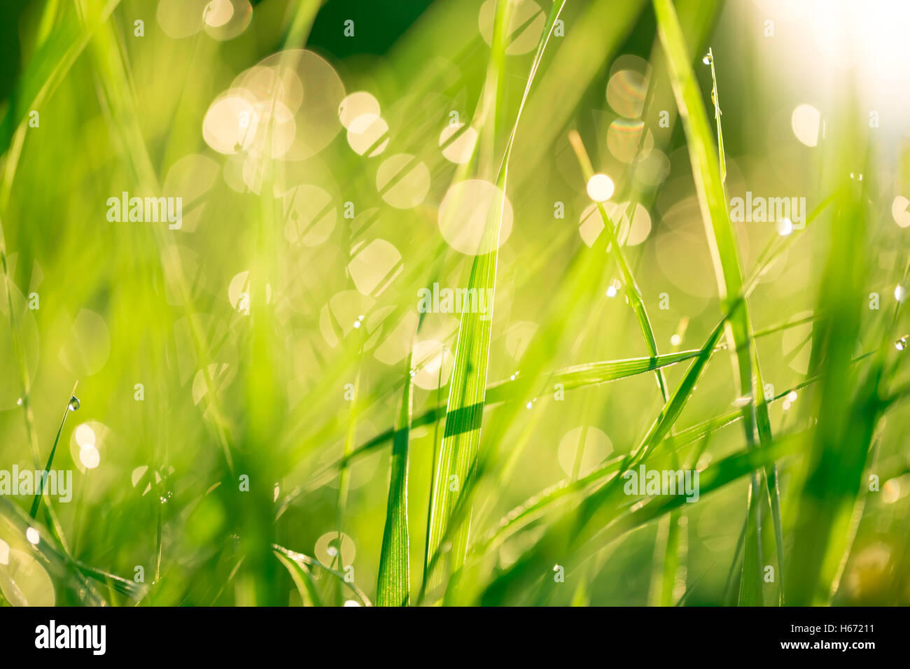Paesaggio di mattina sunrise nel prato, sull'erba e fiori delle gocce di rugiada. l idea dello sfondo della madre da Foto Stock