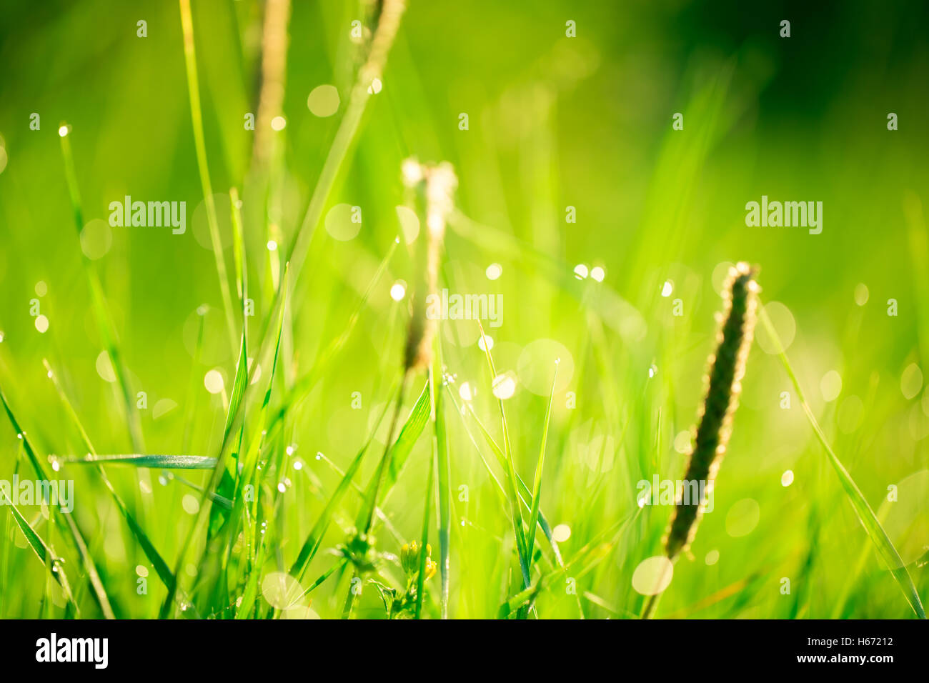 Paesaggio di mattina sunrise nel prato, sull'erba e fiori delle gocce di rugiada. l idea dello sfondo della madre da Foto Stock