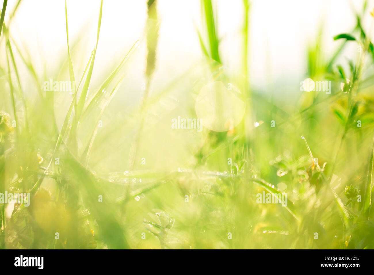 Paesaggio di mattina sunrise nel prato, sull'erba e fiori delle gocce di rugiada. l idea dello sfondo della madre da Foto Stock