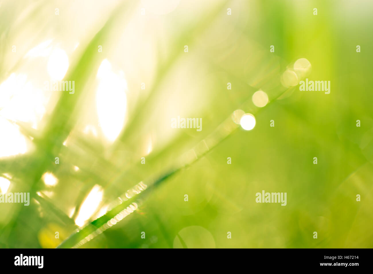 Paesaggio di mattina sunrise nel prato, sull'erba e fiori delle gocce di rugiada. l idea dello sfondo della madre da Foto Stock