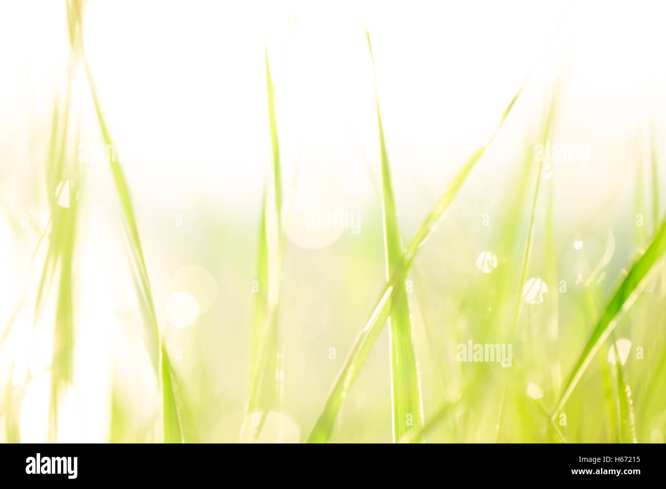 Paesaggio di mattina sunrise nel prato, sull'erba e fiori delle gocce di rugiada. l idea dello sfondo della madre da Foto Stock