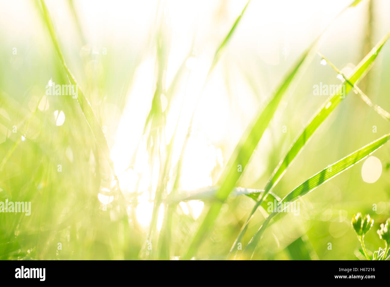 Paesaggio di mattina sunrise nel prato, sull'erba e fiori delle gocce di rugiada. l idea dello sfondo della madre da Foto Stock