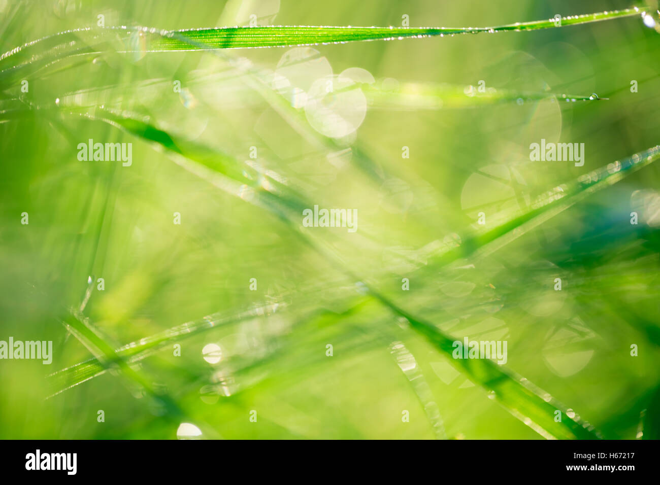 Paesaggio di mattina sunrise nel prato, sull'erba e fiori delle gocce di rugiada. l idea dello sfondo della madre da Foto Stock