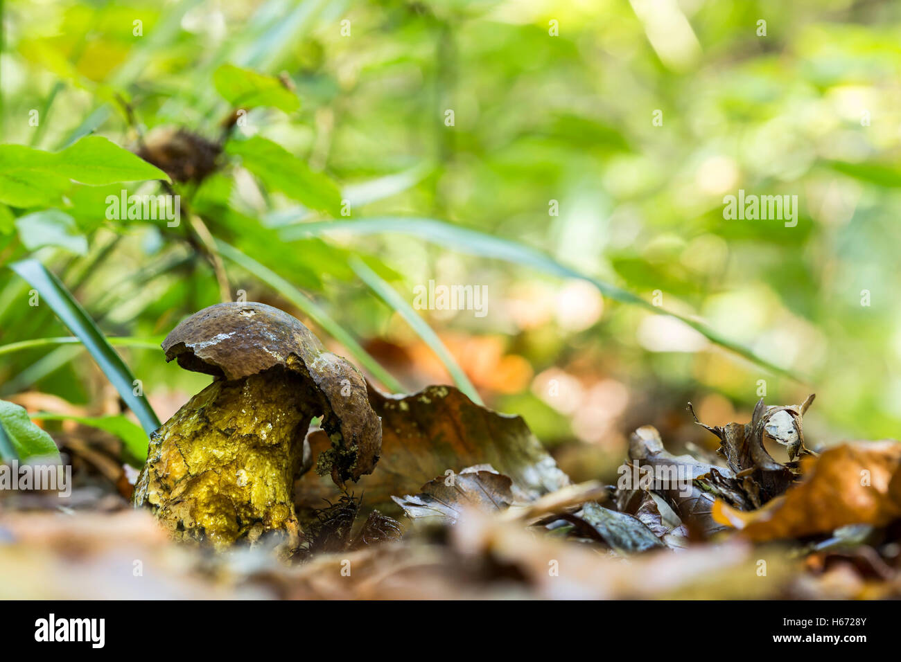 Vecchio boletus erythropus in crescita in natura. Foto Stock