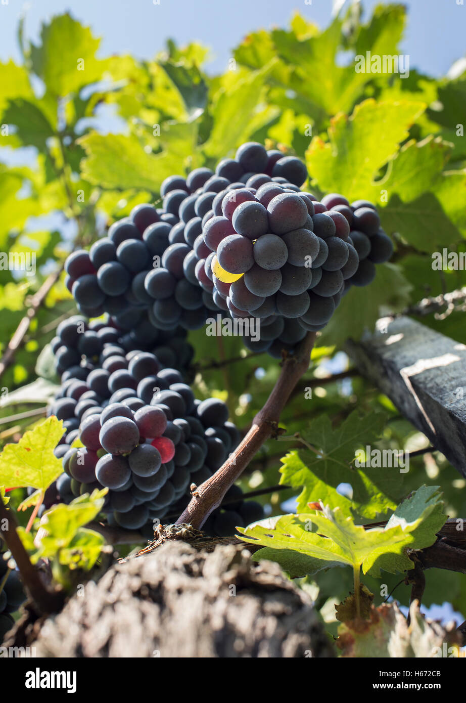 Blu uva coltivata è pronta per il raccolto. Foto Stock