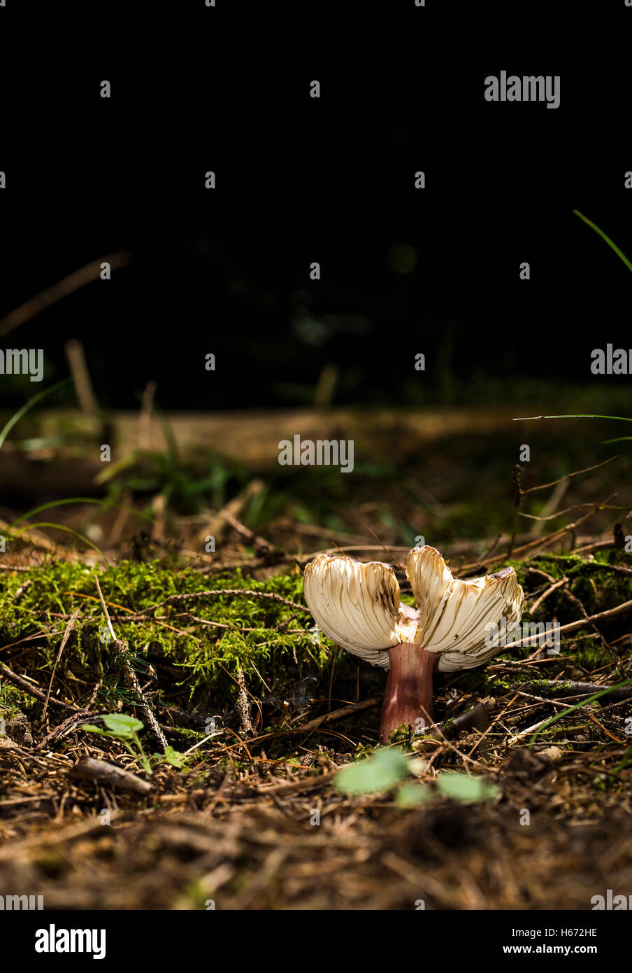 Vecchio Russula turci funghicoltura in natura la terra. Foto Stock