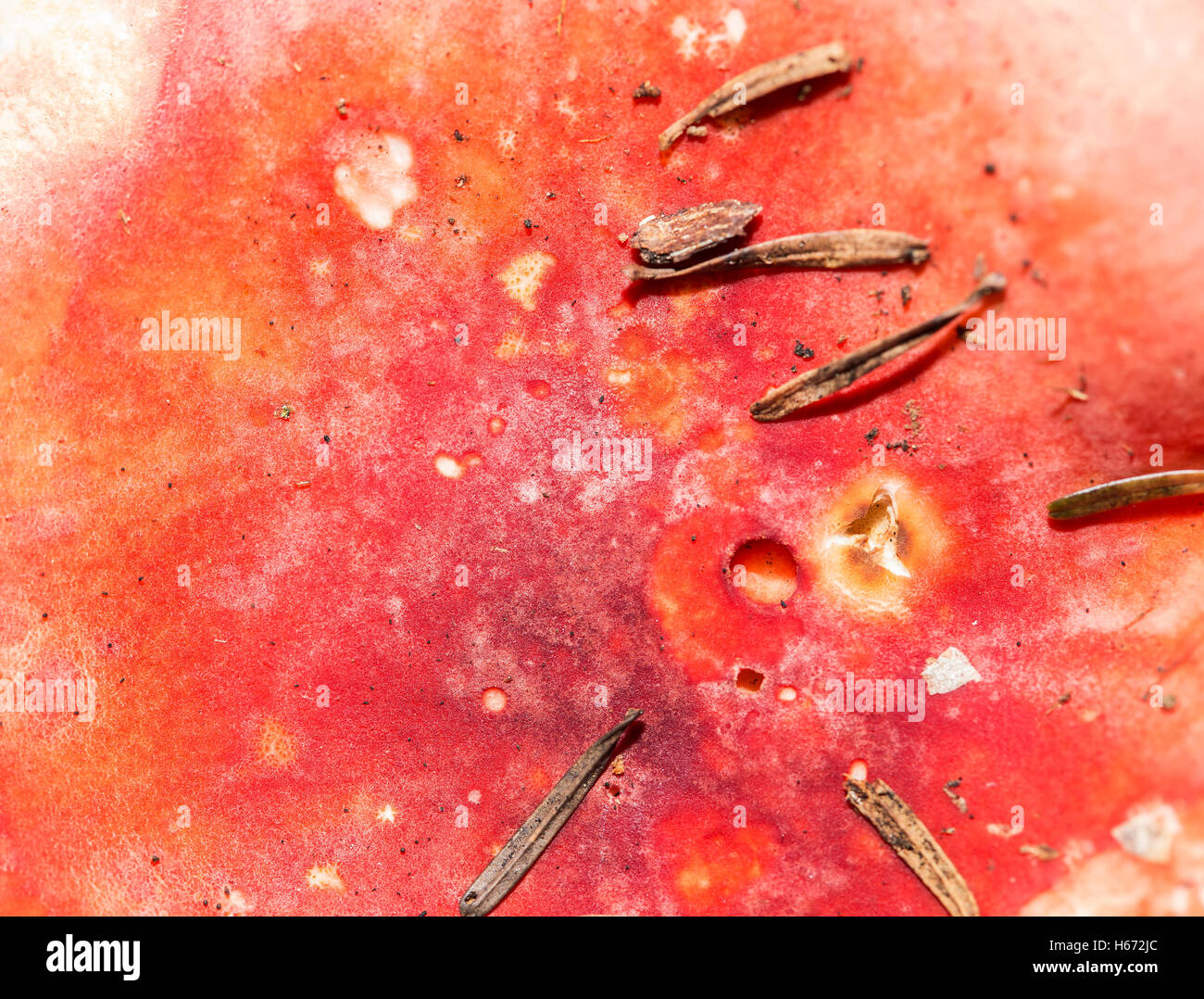 Fungo rosso in alto sullo sfondo di texture con alcuni aghi. Foto Stock