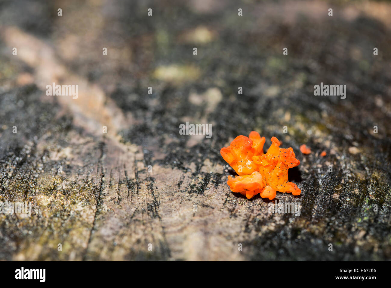Piccolo Tremella aurantia cresce su un ceppo di albero. Foto Stock