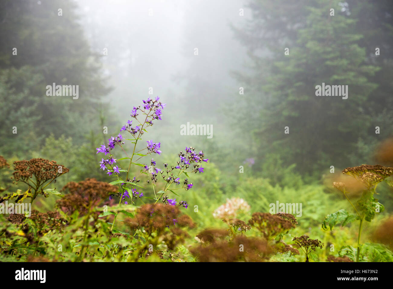 Fiori di montagna nella nebbia foresta vicino Camlihemsin, Rize, Turchia Foto Stock