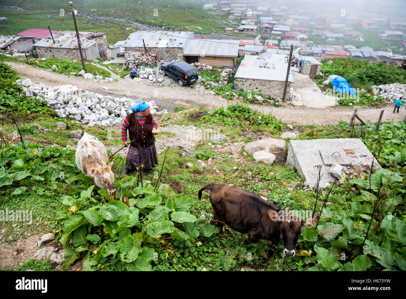 Abitante di donne che pascolano i loro animali in Kavrun altopiano che è un paesino di montagna Kackar Foto Stock
