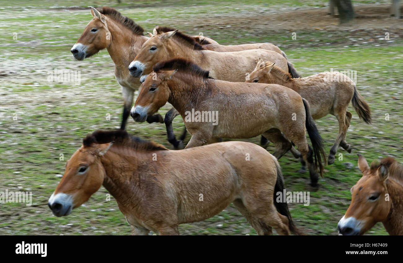 Cavallo di Przewalski o Dzungarian cavallo, è una rara e minacciata di sottospecie di cavallo selvaggio. Foto Stock