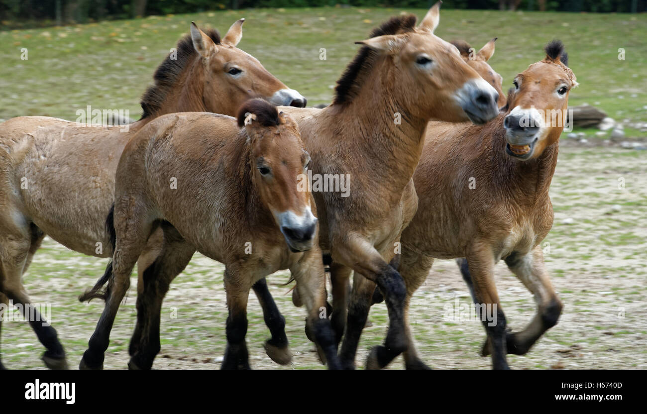 Cavallo di Przewalski o Dzungarian cavallo, è una rara e minacciata di sottospecie di cavallo selvaggio. Foto Stock