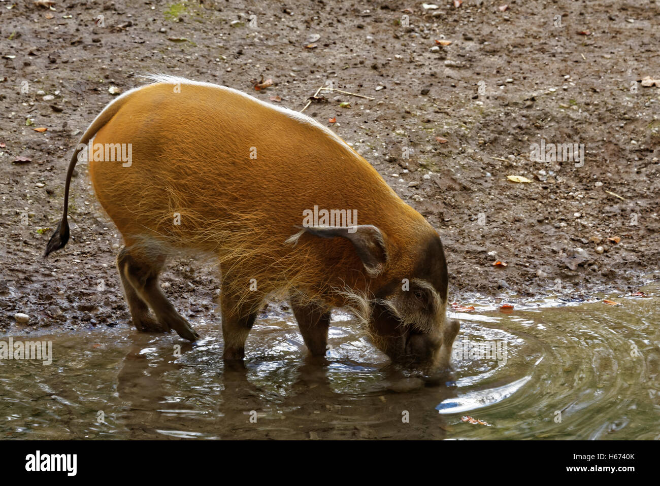 Il red river hog (Potamochoerus porcus), noto anche come il maiale bush. Foto Stock