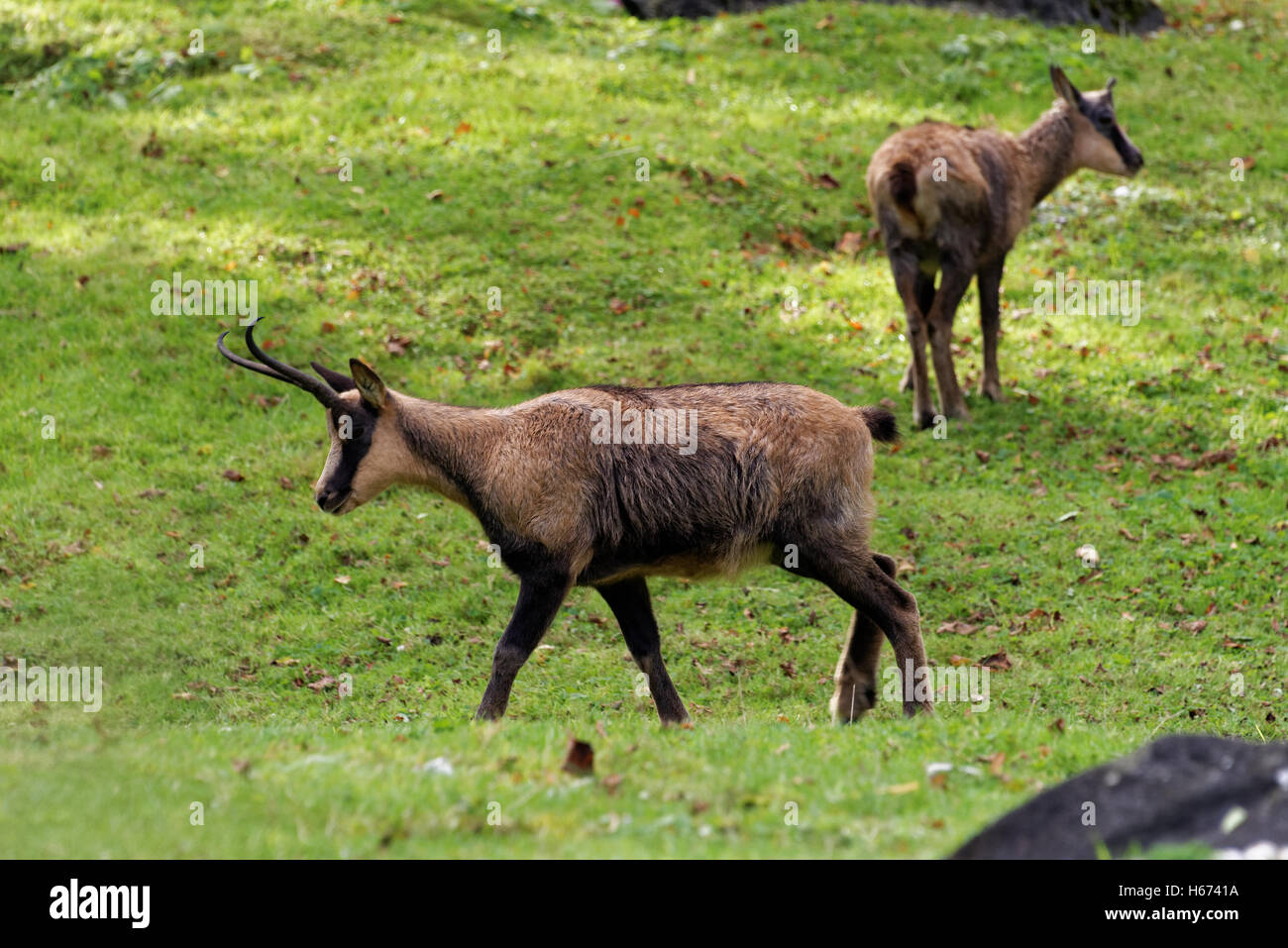 Camoscio dei Pirenei, Rupicapra pyrenaica, è una capra antelope che vive nei Pirenei, Cantabrici e montagna appenninica Foto Stock