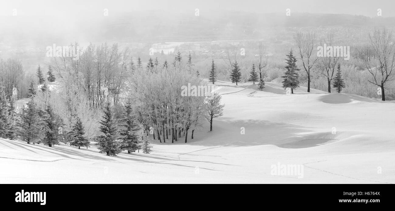 Monocromatico winter wonderland scena con coperti di neve, alberi di pupazzo di neve e ghiaccio nebbia lentamente la cancellazione. Calgary, Alberta, Canada Foto Stock