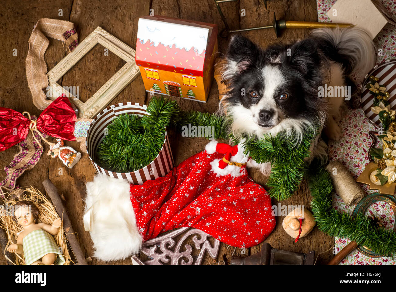 Cucciolo di carte di Natale, naughty dog di giocare con le decorazioni di Natale Foto Stock