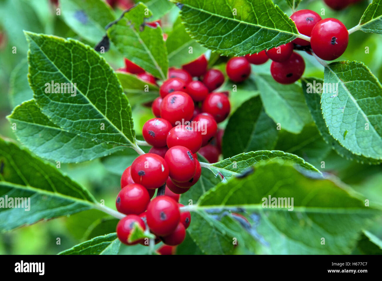 Autunno rosso bacche di Winterberry - Ilex Verticillata Foto Stock