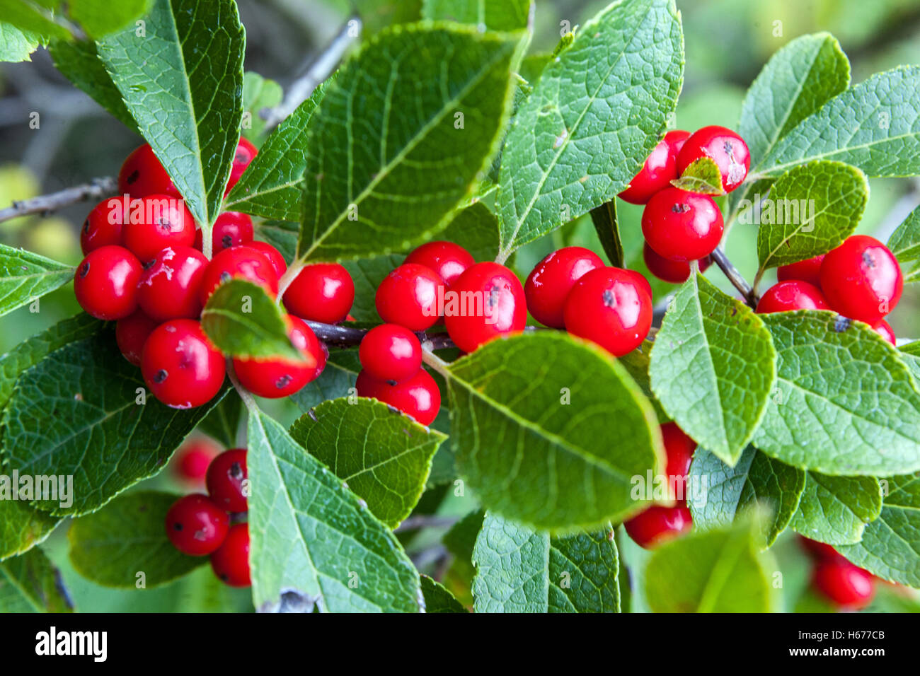 Bacche autunnali rosse di Winterberry - Ilex verticillata Foto Stock