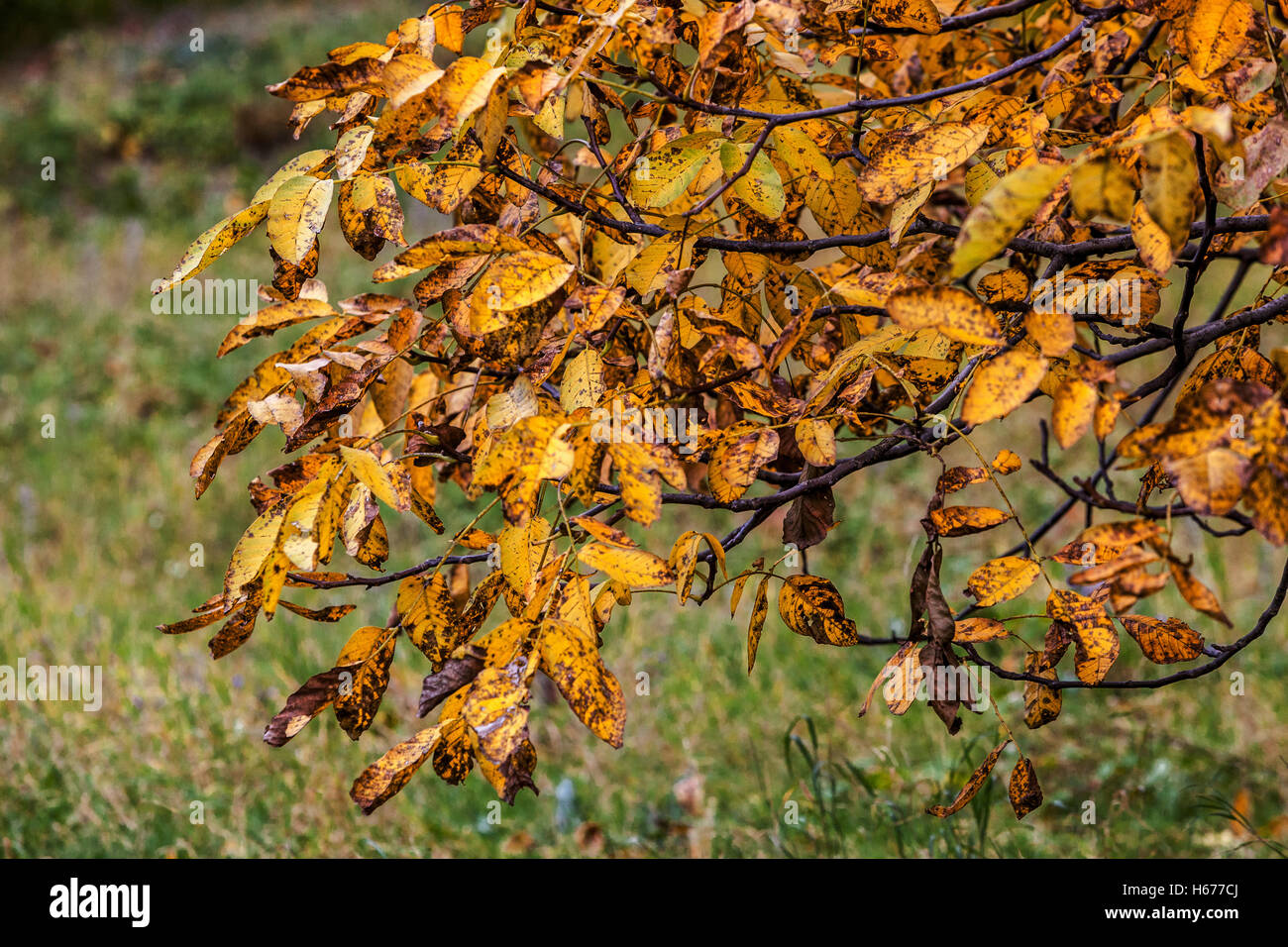 Noce albero autunno Juglans regia nel mese di ottobre Foto Stock