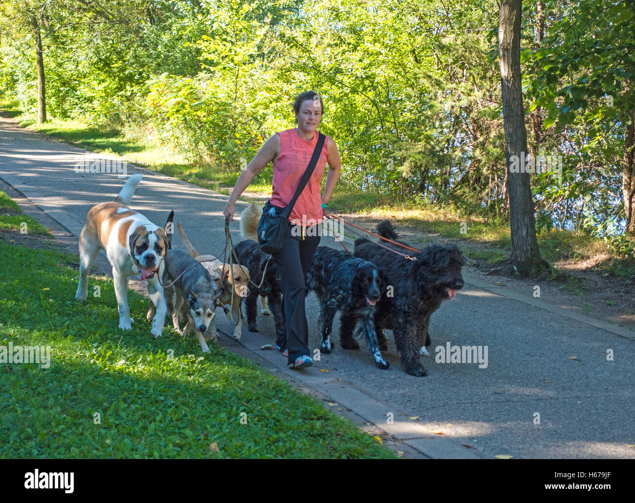 Donna multi cane atleta camminando sul percorso intorno al lago di Harriet. Minneapolis Minnesota MN USA Foto Stock
