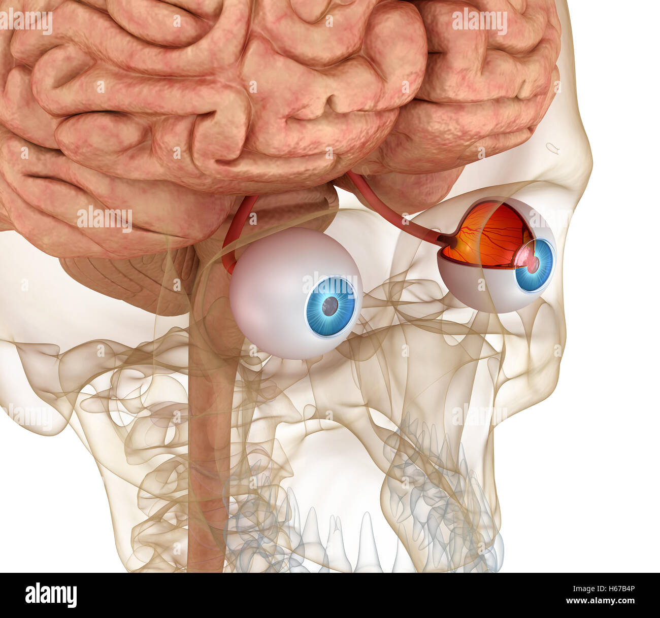 Anatomia degli occhi e lo scheletro isolati su bianco. 3D render Foto Stock