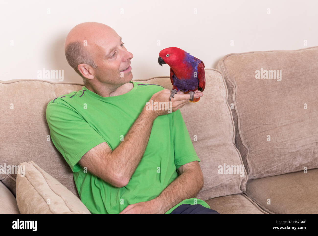 Uomo caucasico accarezzare un tame red parrot Eclectus seduto sul suo lato Foto Stock