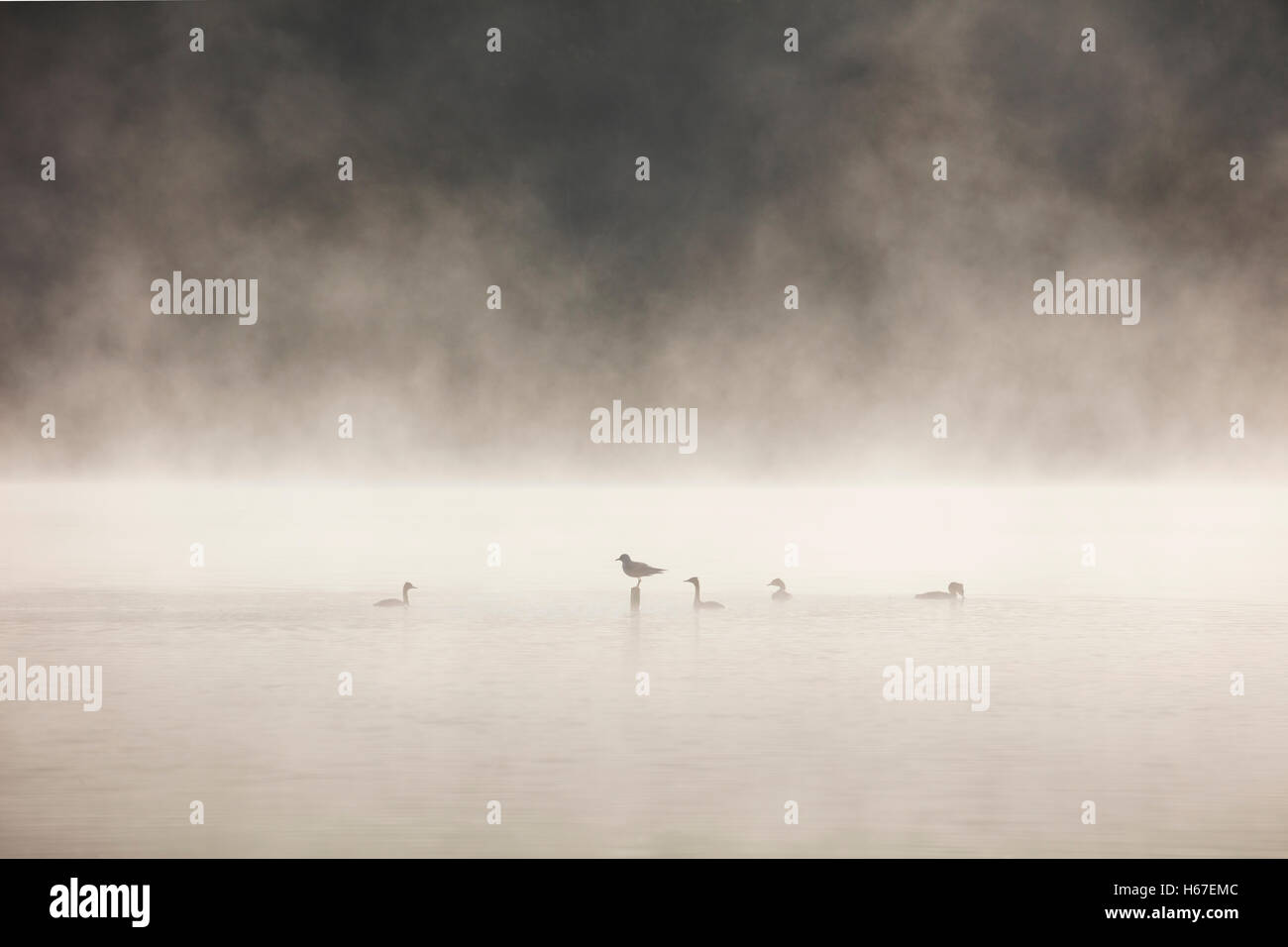 Nero gabbiano con testa su un post in una nebbiosa lago circondato da grandi Crested svassi Foto Stock