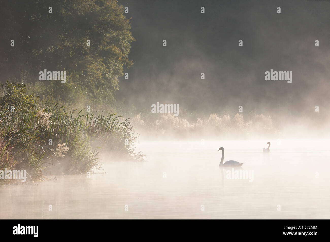 Cigni su un lago misty all'alba Foto Stock