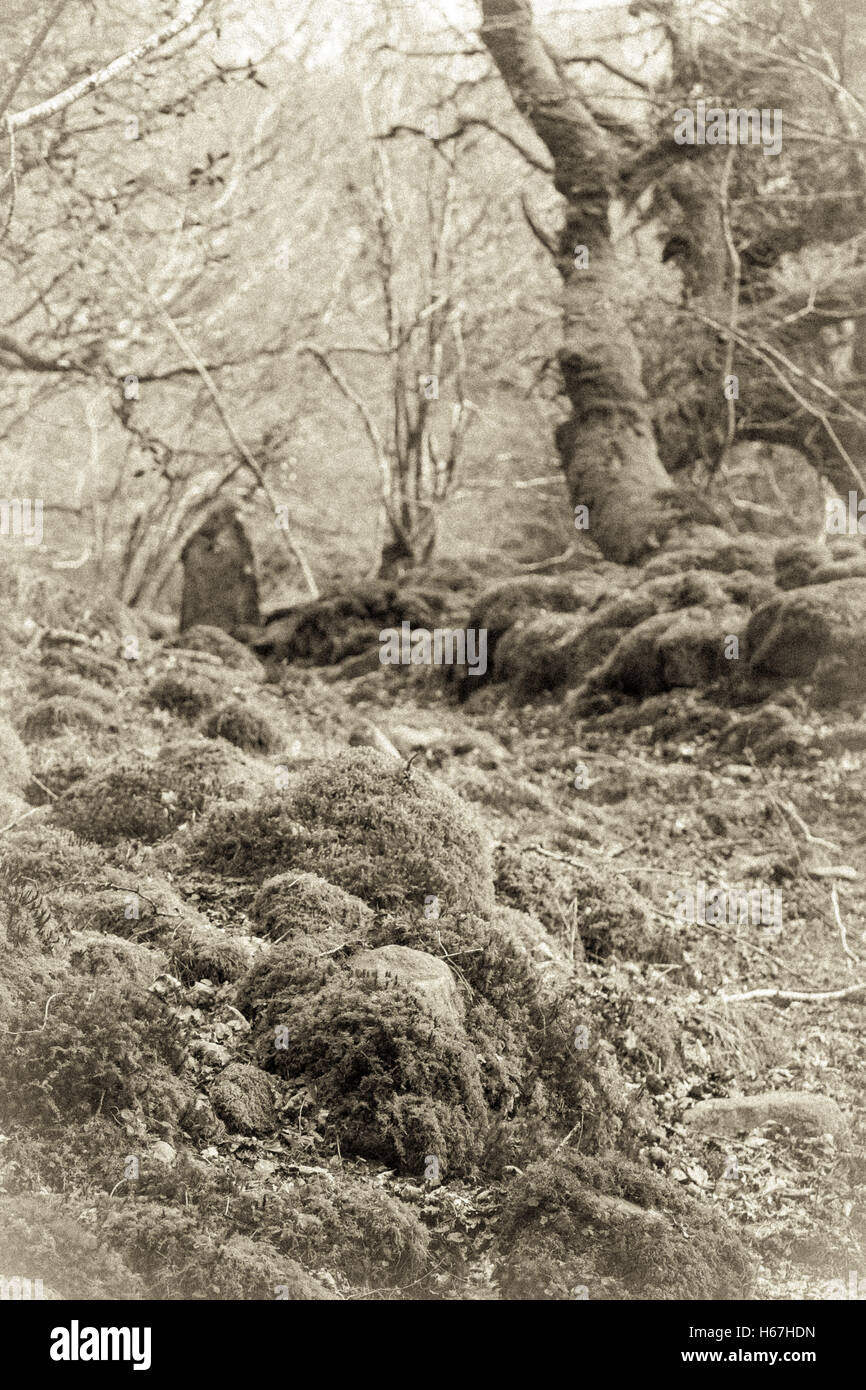Il vecchio stile B&W seppia di Ty Canol boschi in Pembrokeshire in primavera. Foto Stock