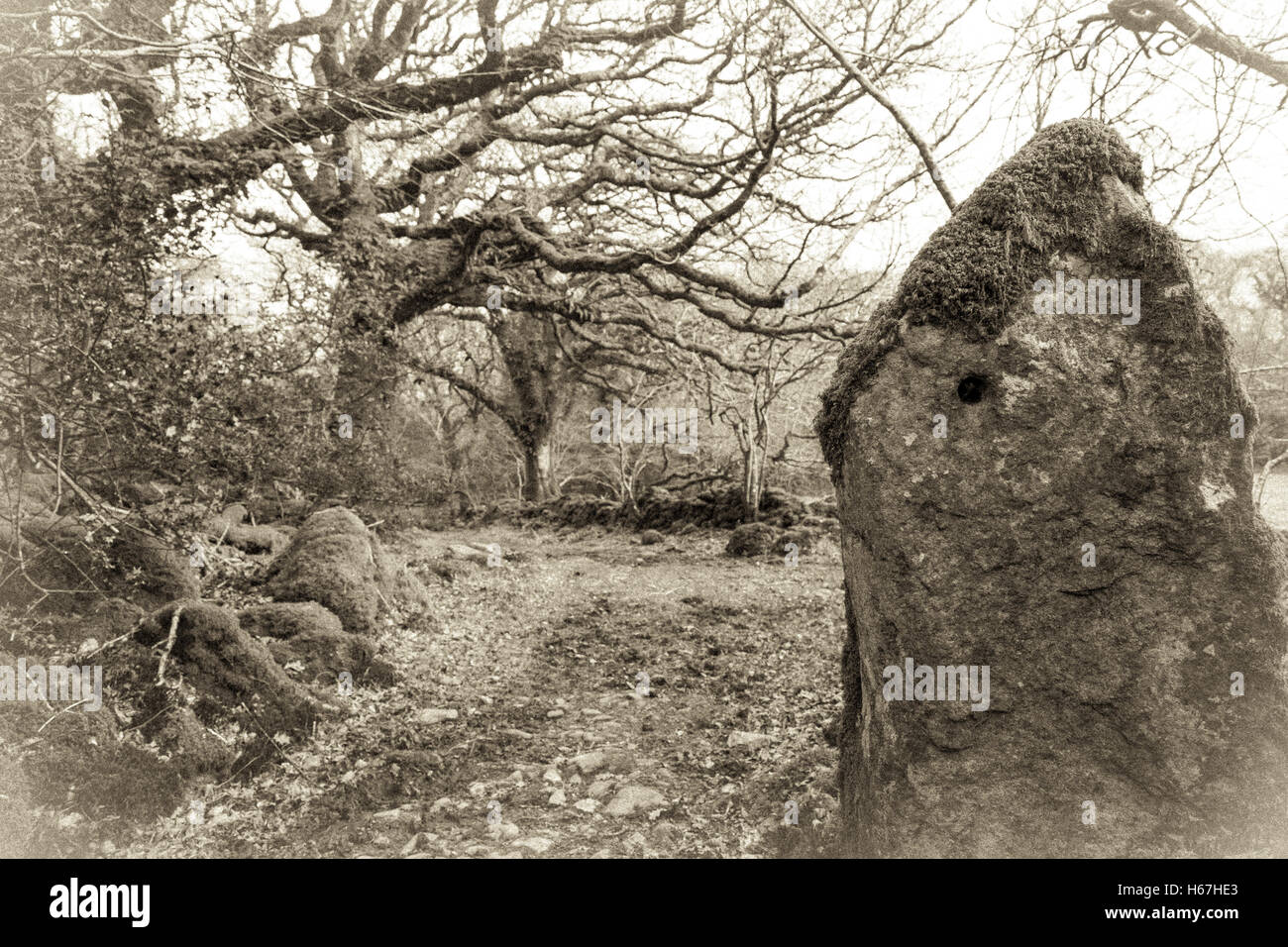 Il vecchio stile B&W seppia di Ty Canol boschi in Pembrokeshire in primavera. Foto Stock