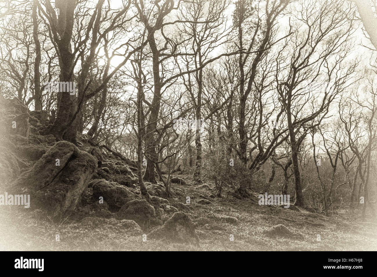 Il vecchio stile B&W seppia di Ty Canol boschi in Pembrokeshire in primavera. Foto Stock