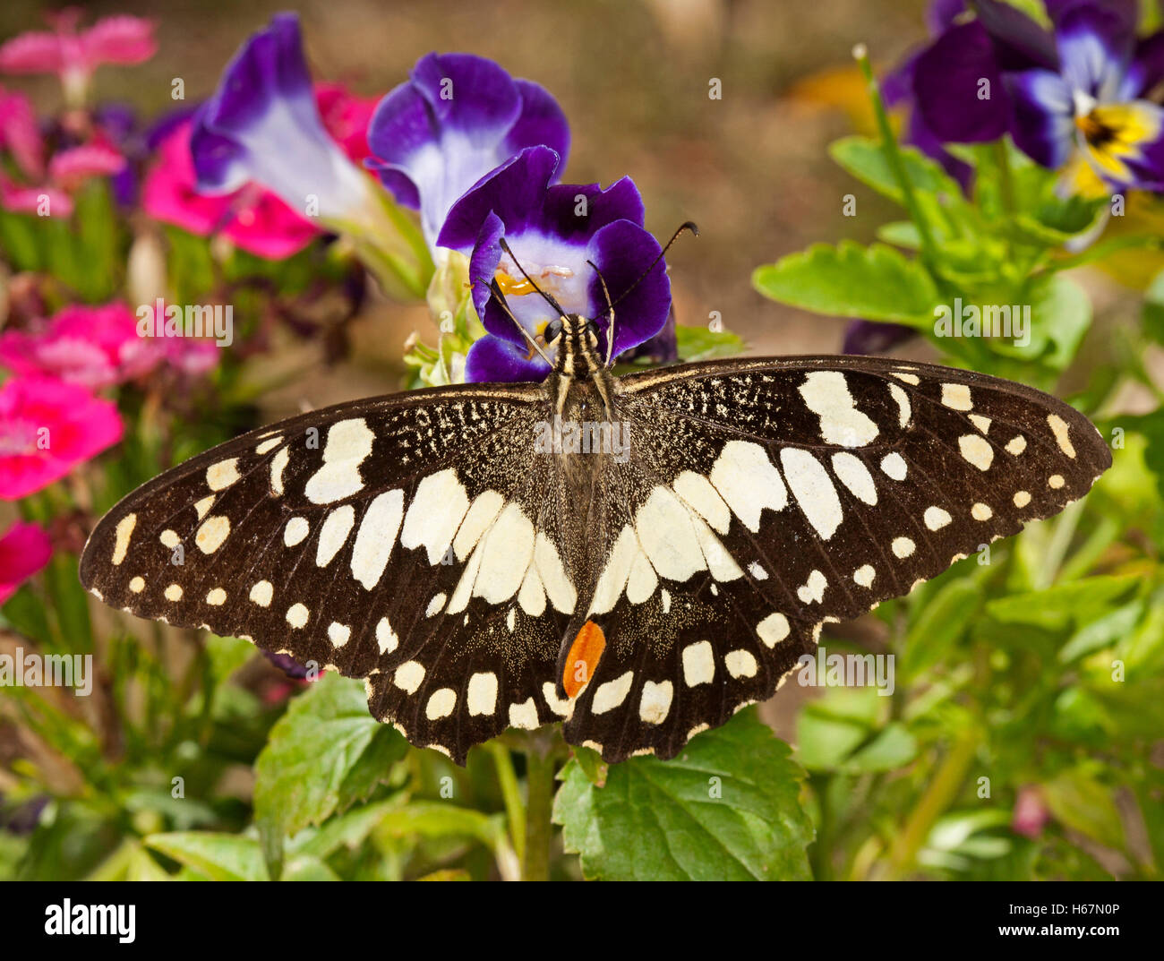 Bianco & Nero australiano a coda di rondine a scacchi butterfly Papilio demoneus alimentare tra colorate di rosso e viola fiori da giardino Foto Stock