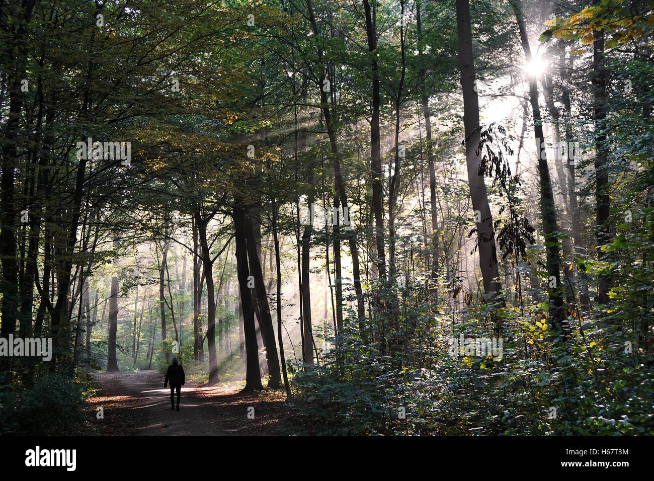 Persona facendo una passeggiata attraverso la foresta di mistica in autunno Foto Stock