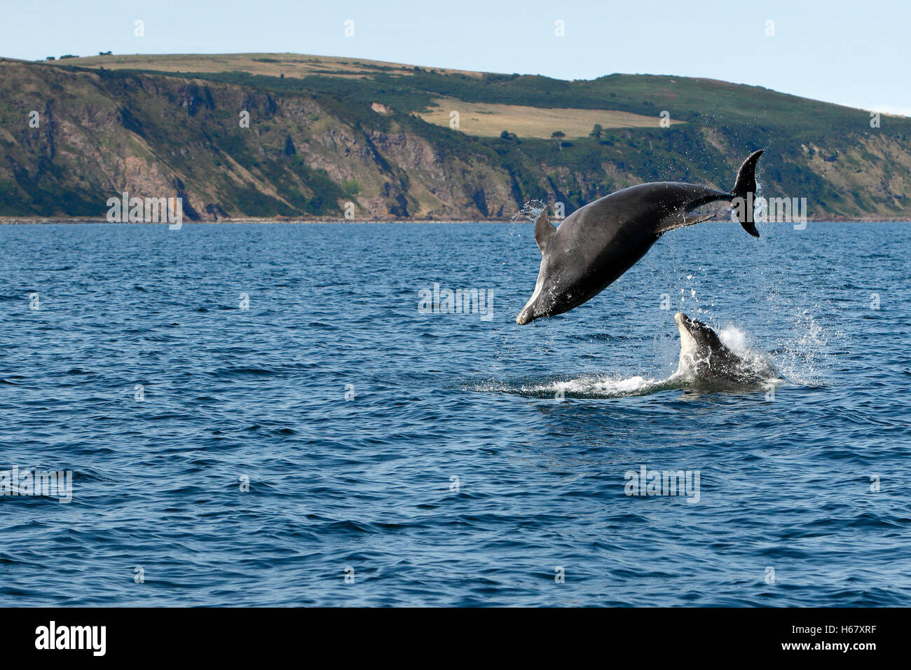 I delfini violare dall'acqua, Moray Firth, Scozia Foto Stock