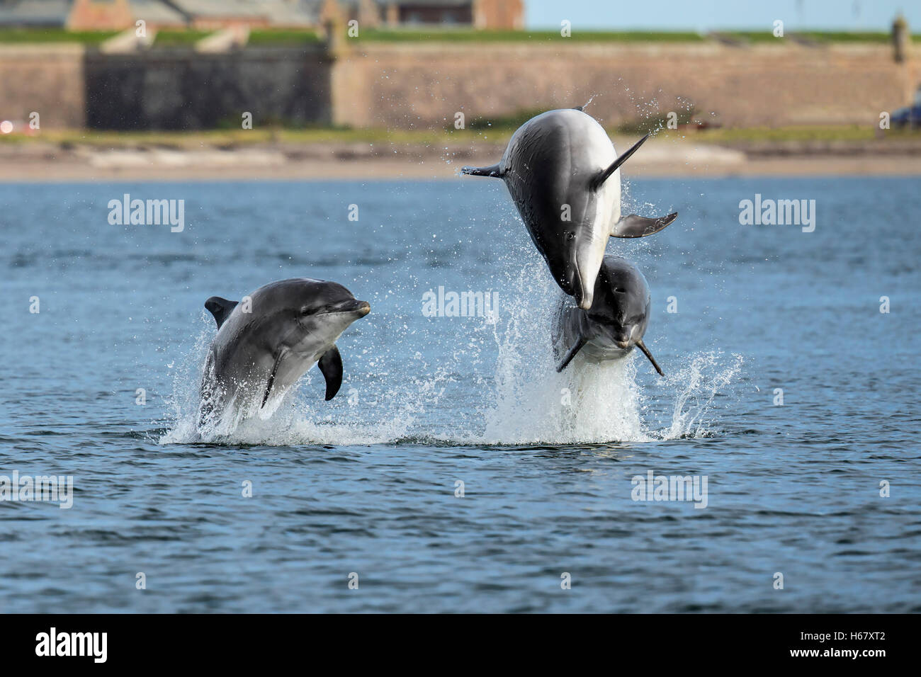 Giovani delfini Bottlenose che si infraniscono dall'acqua, Moray Firth, Scozia con Fort George sullo sfondo. Foto Stock