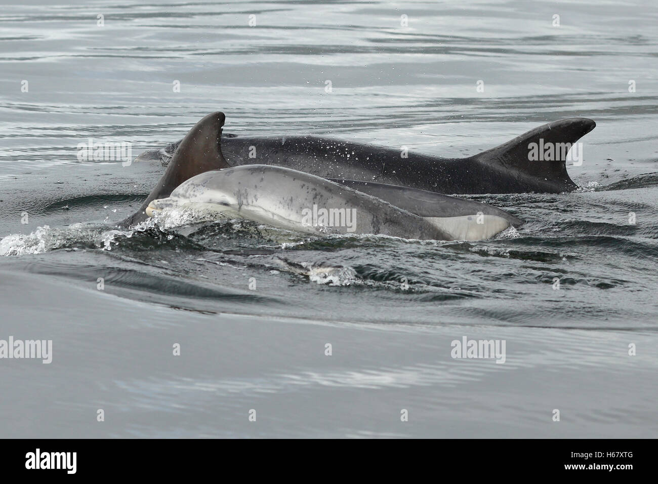 Un anno vecchio tursiope superfici bambino a respirare, Moray Firth, Scozia. Foto Stock