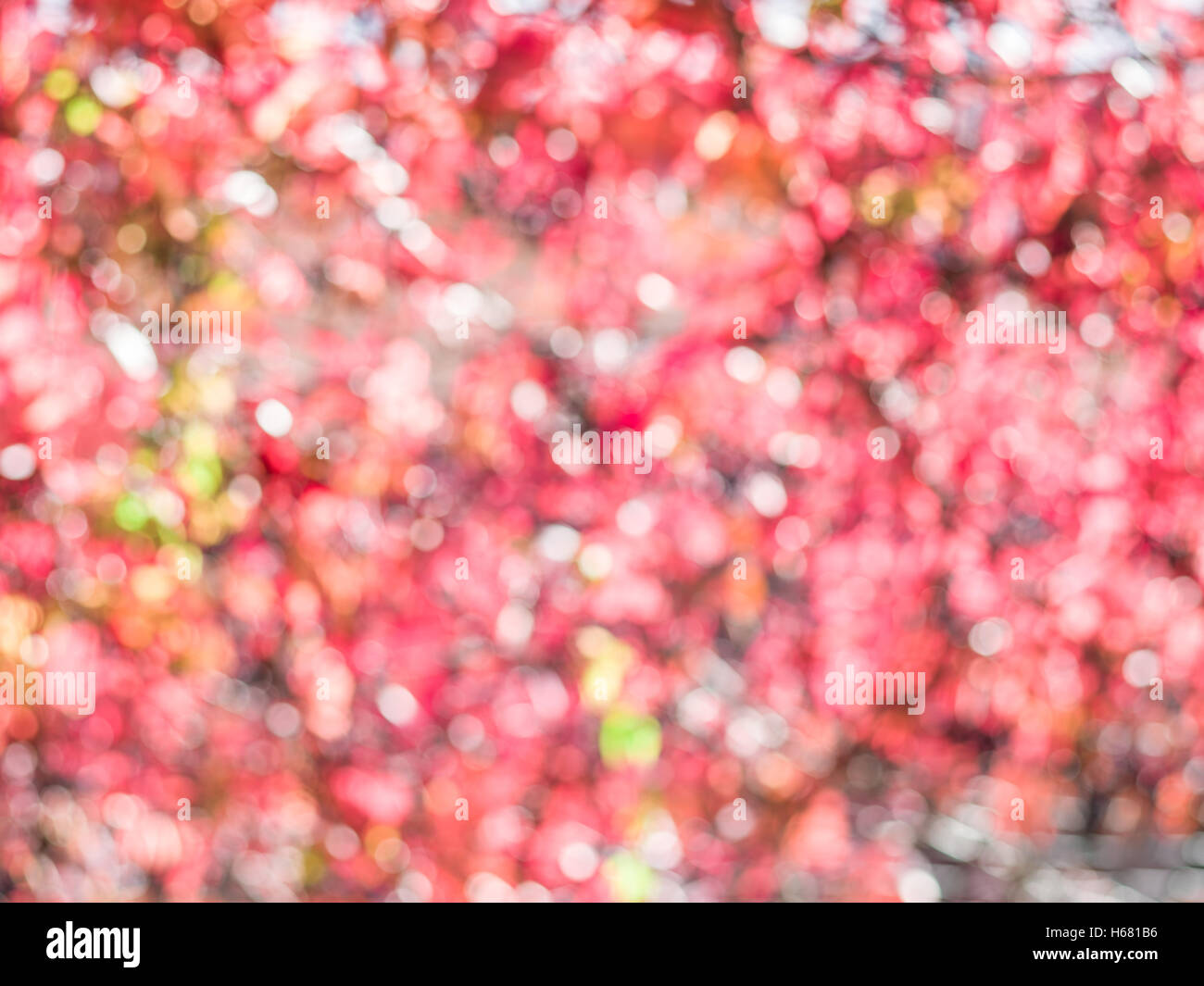 Sfocato foglie rosse. La natura dello sfondo. Foto Stock