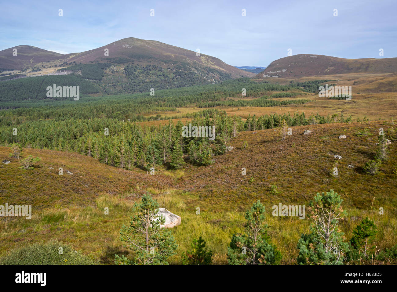 Glenmore Forest Park nei Cairngorms NP, il resto del Caledonian foresta vicino a Aviemore, Badenoch e Strathspey, Scozia Foto Stock