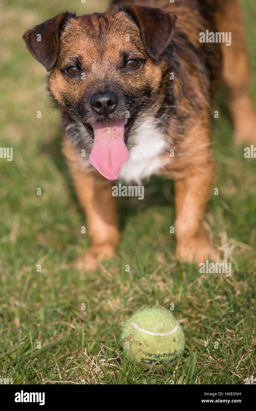 Border terrier a giocare Foto Stock