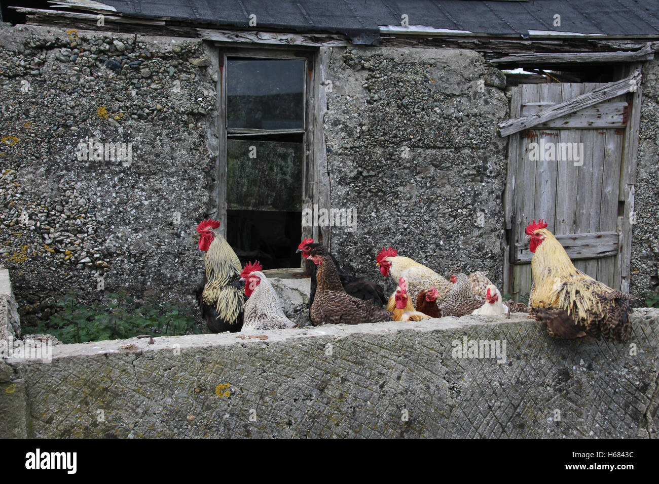 Polli a una corsa verso il basso edificio su Unst, Shetland Foto Stock