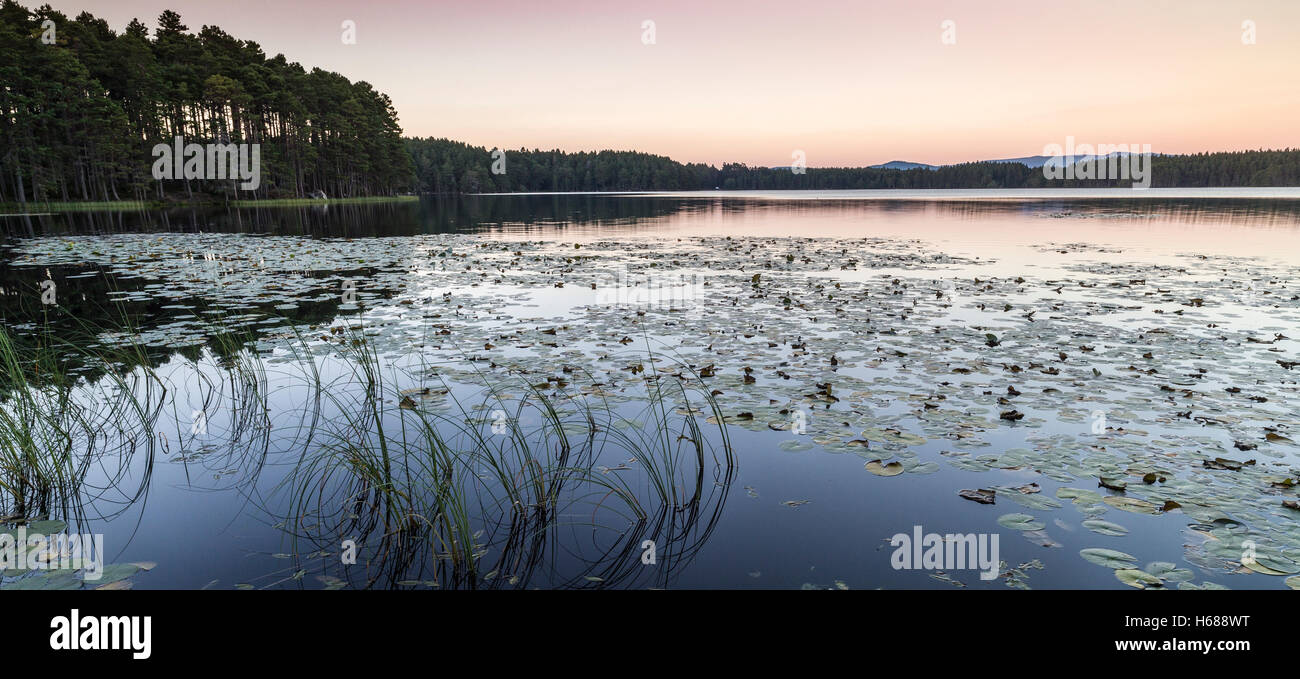 Loch Garten nel parco nazionale di Cairngorms. Foto Stock