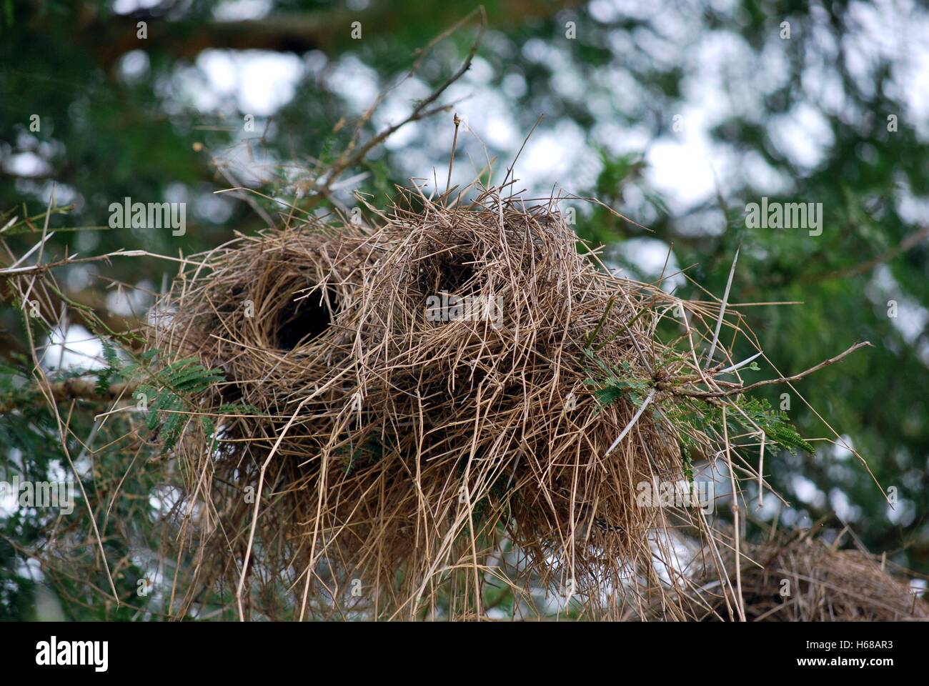 Cilindrica di nido su un ramo di un parco della Tanzania Foto Stock