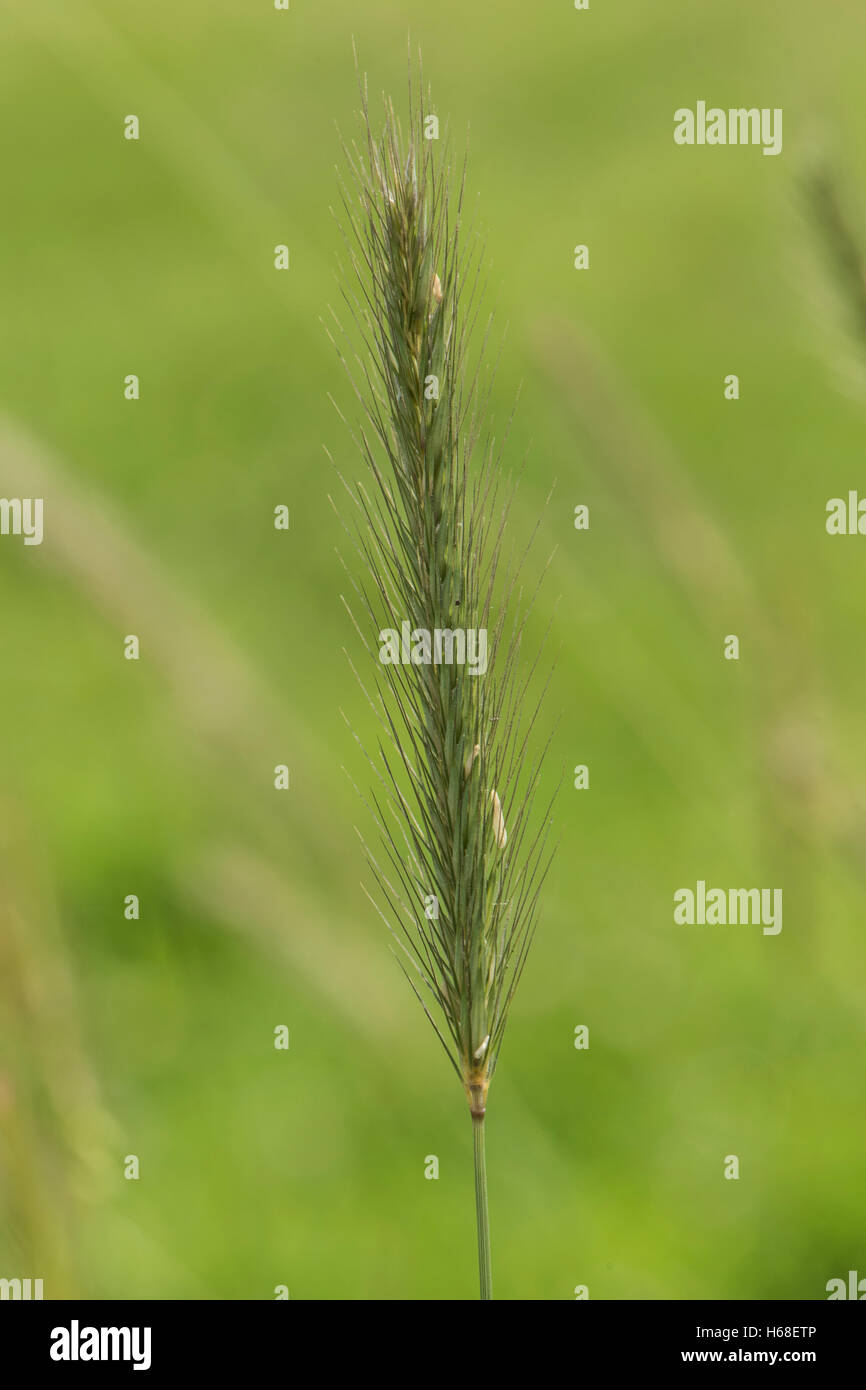 Hordeum secalinum (Prato orzo), crescendo in erba stabilito terra, Surrey, Regno Unito. Giugno. Foto Stock