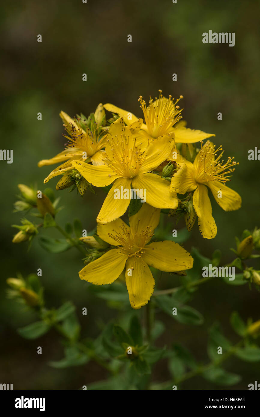 Hypericum perforatum, perforare San Giovanni-wort, crescendo su chalk prateria, Surrey, Regno Unito. Luglio. Foto Stock